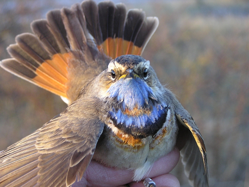 Bluethroat, Sundre 20050510